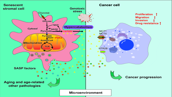 營(yíng)養(yǎng)與健康所孫宇研究組發(fā)現(xiàn)衰老細(xì)胞代謝調(diào)控關(guān)鍵機(jī)制并揭示其對(duì)腫瘤等增齡相關(guān)慢病的深刻影響