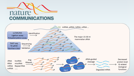 營養(yǎng)與健康所翟琦巍研究組發(fā)現(xiàn)哺乳動物15-30nt主要小RNA及其產(chǎn)生機(jī)制和功能