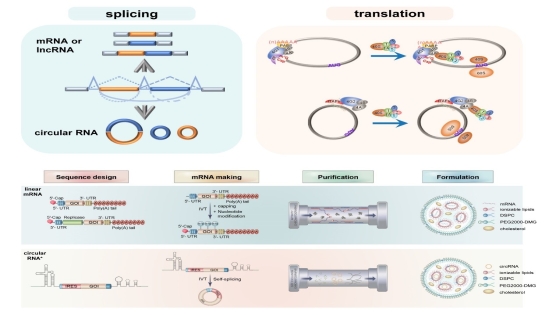 營(yíng)養(yǎng)與健康所王澤峰研究組受邀發(fā)表mRNA療法進(jìn)展綜述