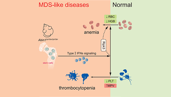 營(yíng)養(yǎng)與健康所章海兵研究組合作揭示ABIN1蛋白通過(guò)I-型干擾素信號(hào)調(diào)控造血系統(tǒng)發(fā)育疾病的新機(jī)制