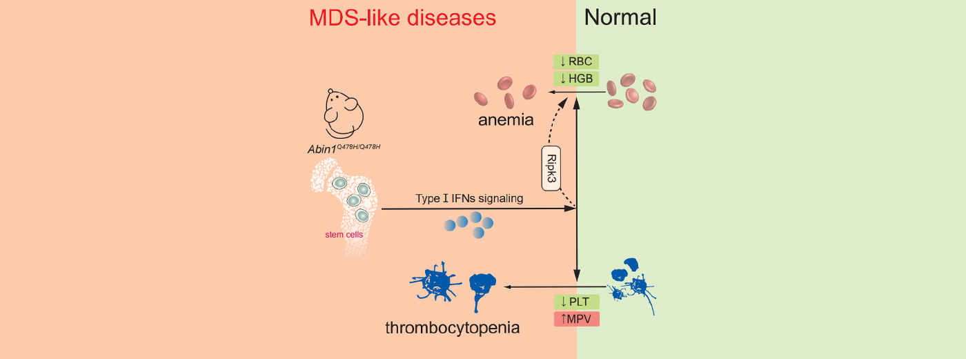 營養(yǎng)與健康所章海兵研究組合作揭示ABIN1蛋白通過I-型干擾素信號調(diào)控造血系統(tǒng)發(fā)育疾病的新機制