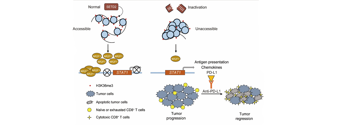 營養(yǎng)與健康所王躍祥研究組合作發(fā)現(xiàn)組蛋白甲基轉(zhuǎn)移酶SETD2失活重塑腫瘤免疫微環(huán)境和增強免疫治療療效的新機制