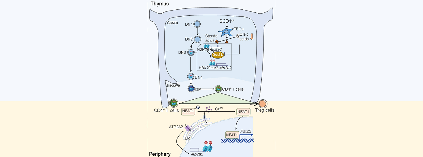 營養(yǎng)與健康所組織干細胞與免疫研究組發(fā)現(xiàn)調(diào)節(jié)性T細胞外周分化命運決定的新機制