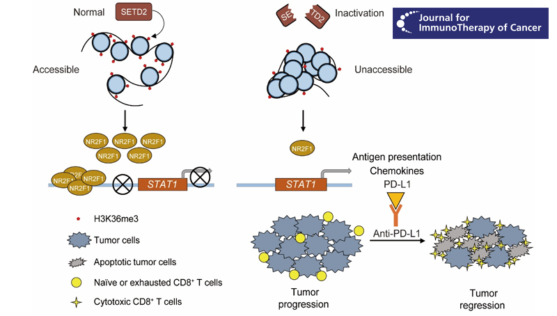 營(yíng)養(yǎng)與健康所王躍祥研究組合作發(fā)現(xiàn)組蛋白甲基轉(zhuǎn)移酶SETD2失活重塑腫瘤免疫微環(huán)境和增強(qiáng)免疫治療療效的新機(jī)制